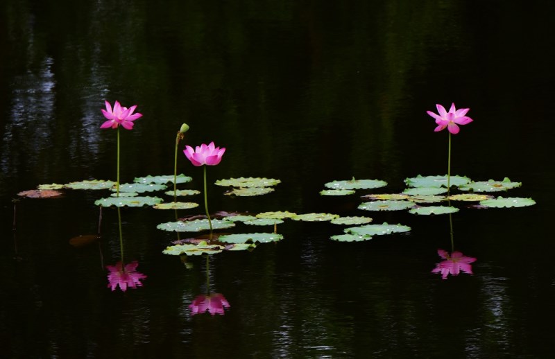 《莲花盛开，清风自来》