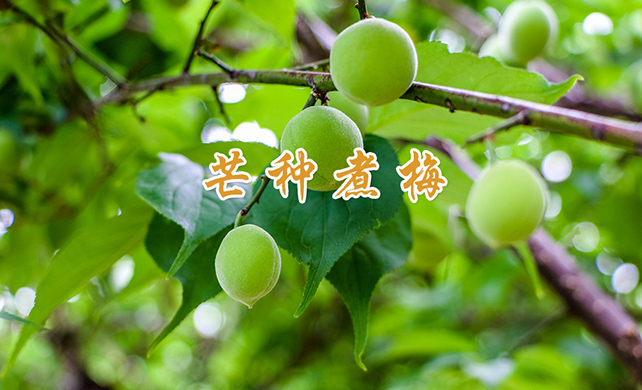 芒种煮梅